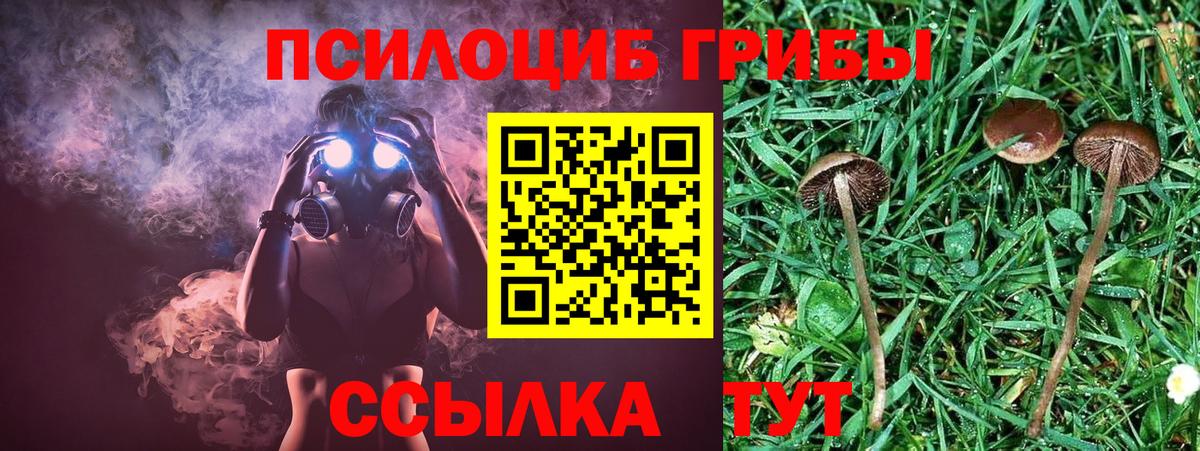 Хасавюрт  что такое   Галлюциногенные грибы Cubensis  Вход с VPN  Галлюциногенные грибы Psilocybine cubensis 